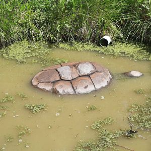 Terry the Aldabra Tortoise