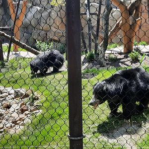 Sloth Bears Together