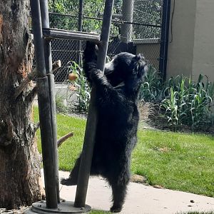 Shiva Slapping Down a Mango
