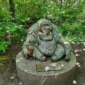 Old Man of the RainForest
