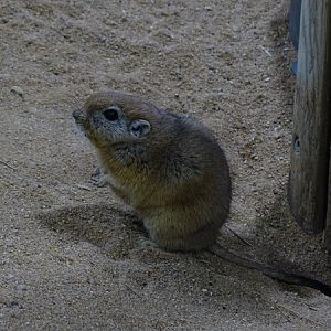 Fat sand rat (Psammomys obesus obesus)