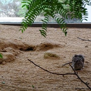 Round-eared elephant shrew (Macroscelides proboscideus)