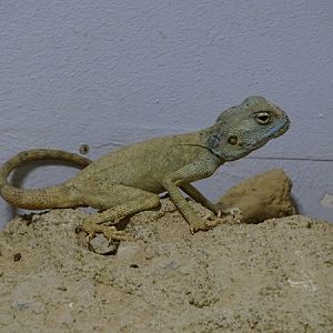 Sinai agama (Pseudotrapelus sinaitus)