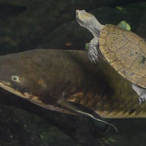 Australia: Wild Extremes - Victoria Short-necked Turtle (Emydura victoriae) and Australian Lungfish (Neoceratodus forsteri)
