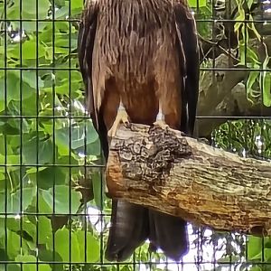 Black kite