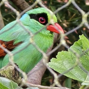 Javan green magpie