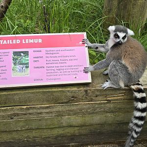 Ring tailed lemur