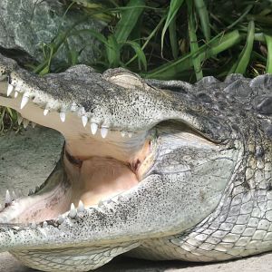 Philippines crocodile