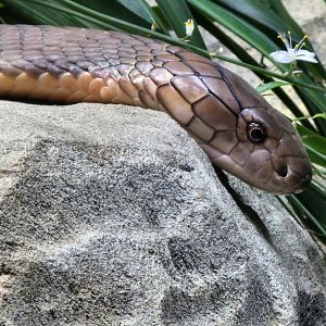 King cobra