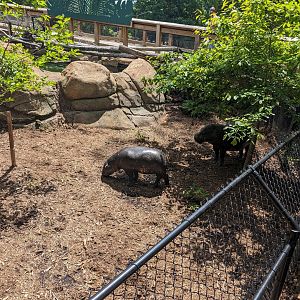 Pygmy Hippos at the Greensboro Science Center