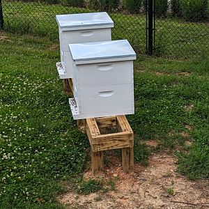 New Beehive by the Pygmy Hippo exhibit