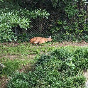 Maned Wolf at the Greensboro Science Center
