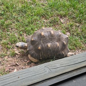 New Radiated Tortoise at the Greensboro Science Center