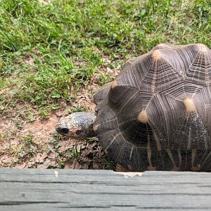 New Radiated Tortoise at the Greensboro Science Center