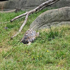 New Radiated Tortoise at the Greensboro Science Center