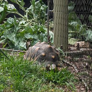 New Radiated Tortoise at the Greensboro Science Center