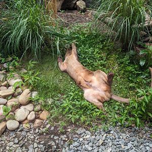 Fossa at the Greensboro Science Center