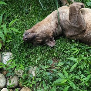 Fossa at the Greensboro Science Center