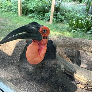 Southern Ground Hornbill