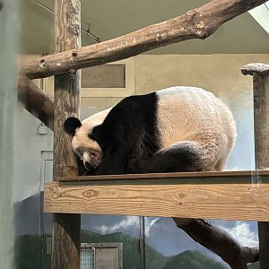 Giant Panda