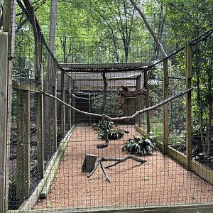 Hooded Vulture Exhibit