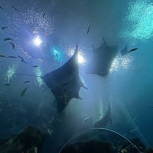 Manta Rays