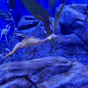 Sea Dragon