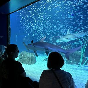 Great Hammerhead Shark