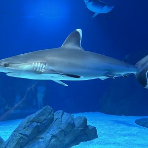 Silver Tip Shark