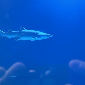Sand Tiger Shark