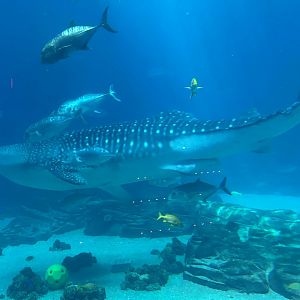 Whale Shark