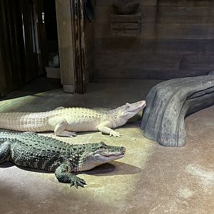 American Alligators