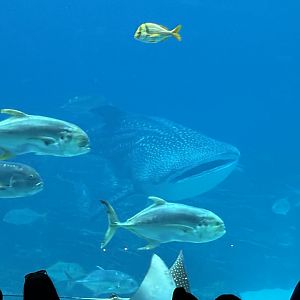 Whale Shark