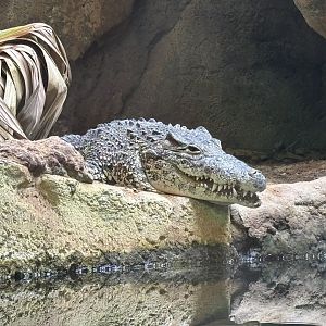 Cuban Crocodile