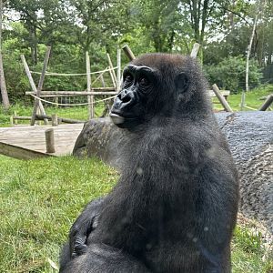 Gorilla