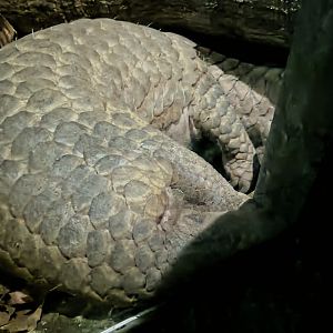 Sunda Pangolin - Manis javanica