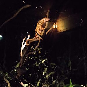 Sunda Pangolin - Manis javanica