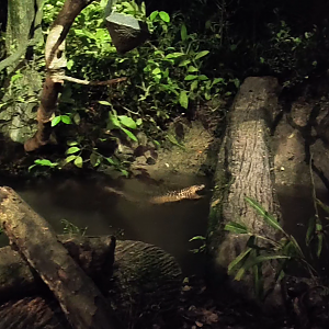 Sunda Pangolin - Manis javanica