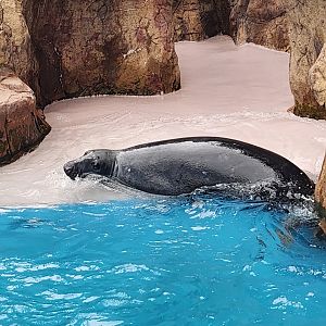 Long Island Aquarium - Gray Seal