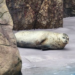Long Island Aquarium - Harbor Seal