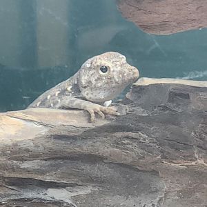 Long Island Aquarium - Pristurus carteri