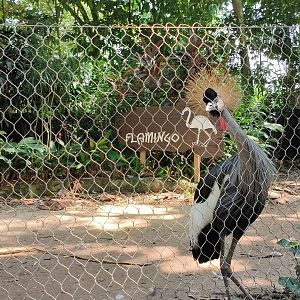 Grey Crowned Crane