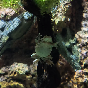 Lake Titicaca Water Frog