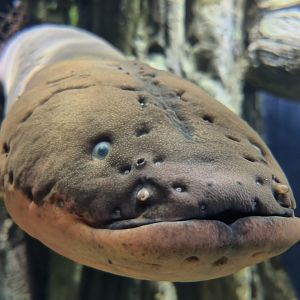 Electric Eel