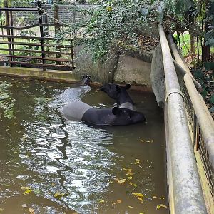 Malayan Tapir