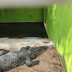 Siamese Crocodile