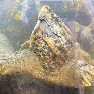 Alligator Snapping Turtle