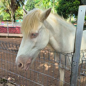 Albino Horse