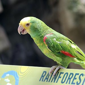 Yellow-Headed Amazon (Amazona oratrix)