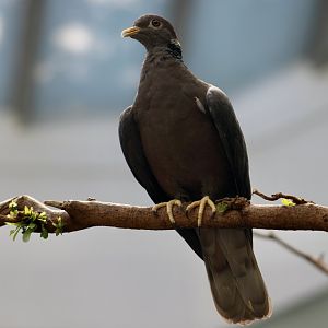 Southern Band-Tailed Pigeon (Patagioenas albilinea)